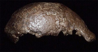 Trinil lateral 1